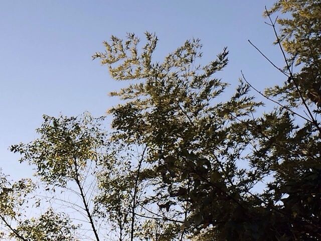 low angle view, tree, clear sky, branch, growth, nature, tranquility, beauty in nature, sky, blue, tree trunk, day, outdoors, scenics, no people, tranquil scene, sunlight, high section, treetop, copy space