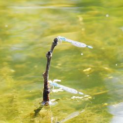 Close-up of wet plant in lake