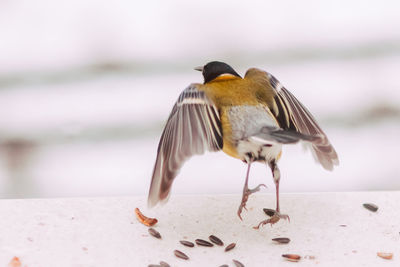 Close-up of bird perching on the beach