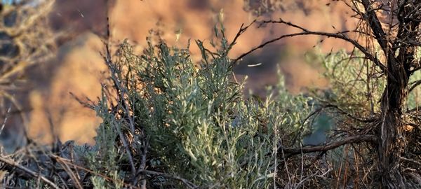 Close-up of dry plants on field