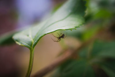 Close-up of insect on plant