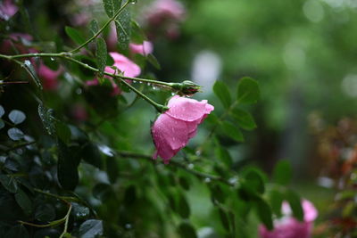 Close-up of wet pink flowering plant during rainy season