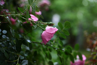 Close-up of wet pink flowering plant during rainy season