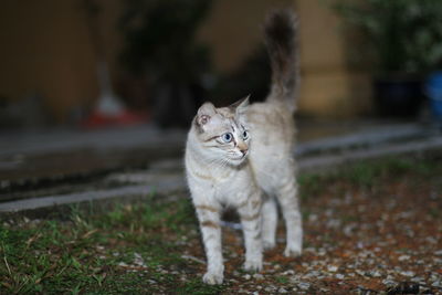 Portrait of cat standing outdoors