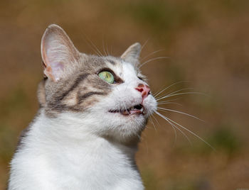 Close-up of a cat looking away