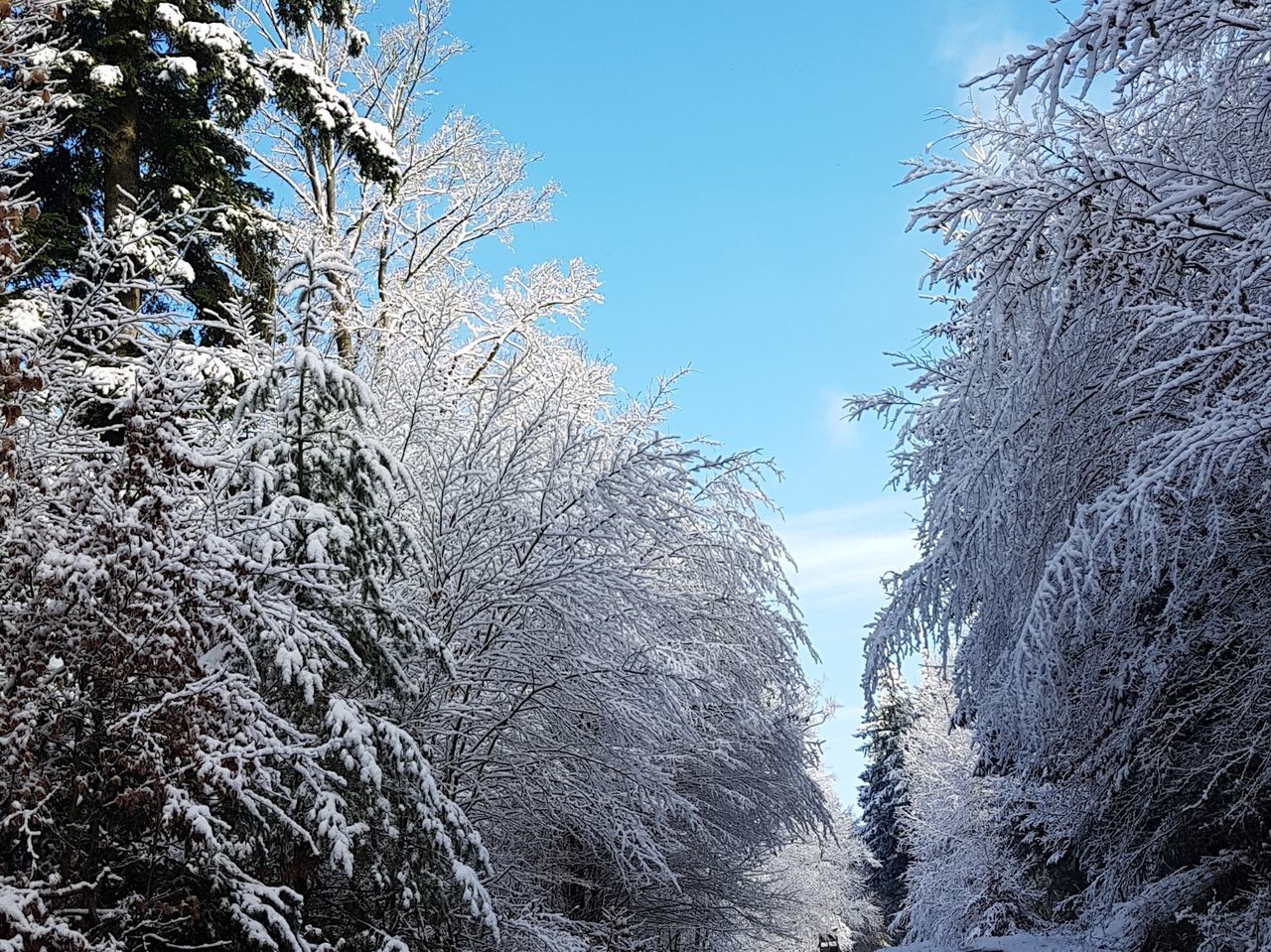 winter, snow, tree, cold temperature, nature, branch, low angle view, beauty in nature, day, no people, sky, outdoors, clear sky, bare tree, tranquility, blue, scenics, growth, close-up, freshness