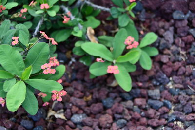 High angle view of small plant growing on field