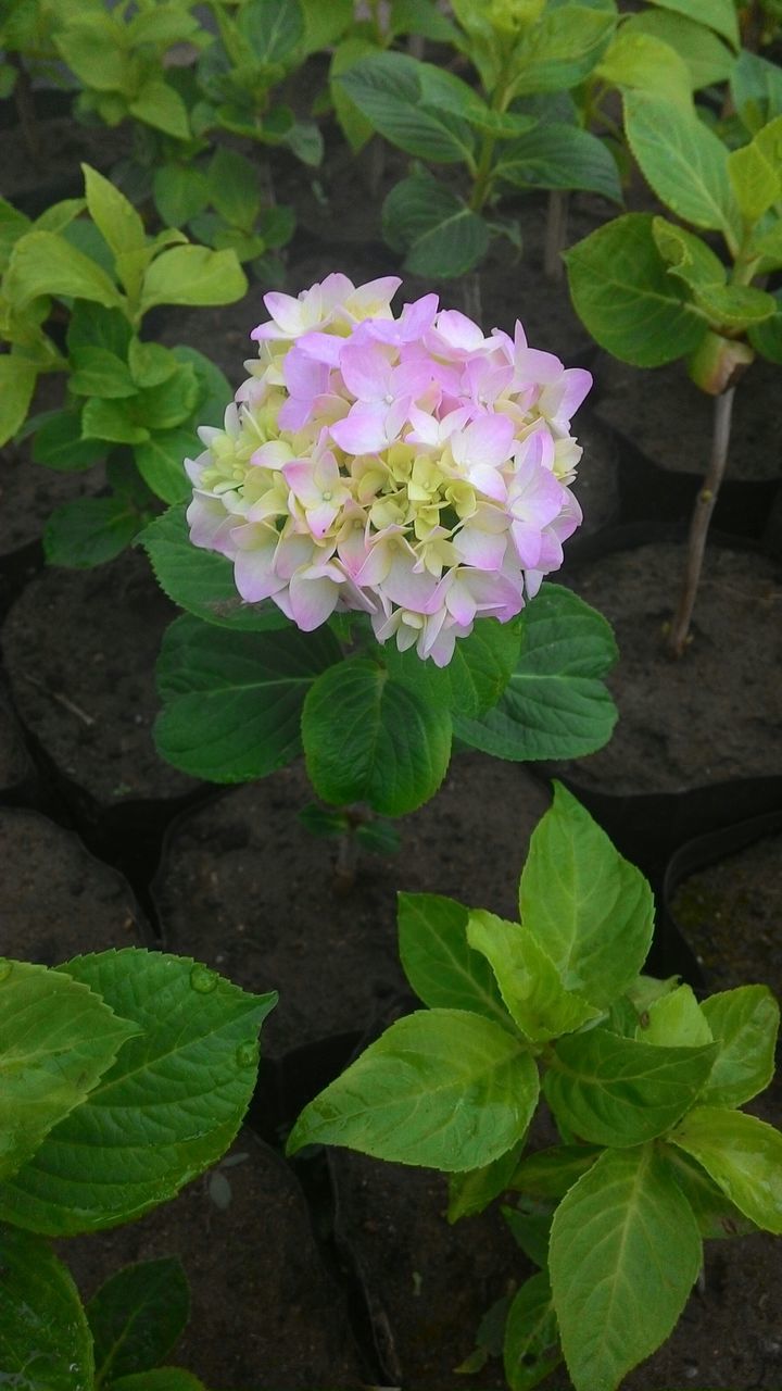 flower, leaf, growth, freshness, fragility, plant, petal, beauty in nature, green color, nature, flower head, blooming, high angle view, pink color, close-up, in bloom, purple, outdoors, botany, blossom