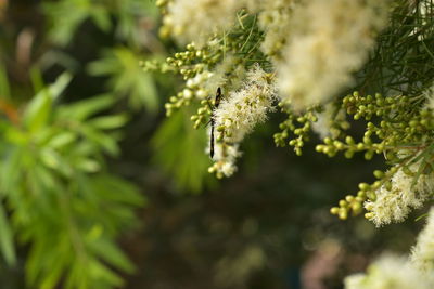 Close-up of flowering plant