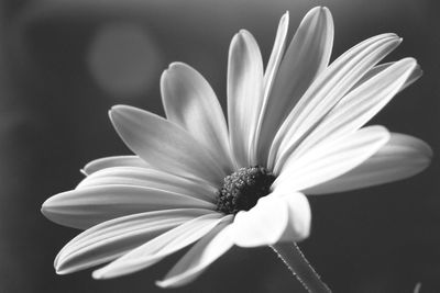 Close-up of white daisy flower