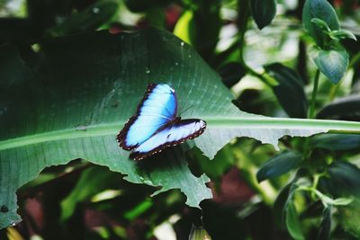 Close-up of butterfly on leaf