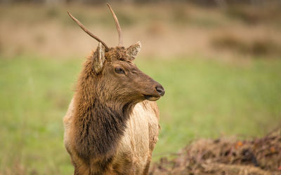 Alert young elk looking away