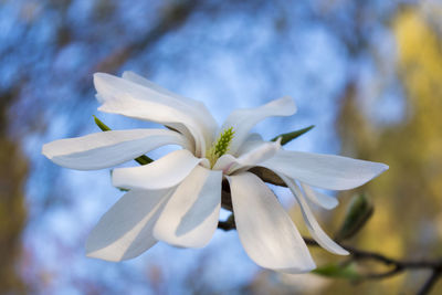 Close-up of white flowering plant