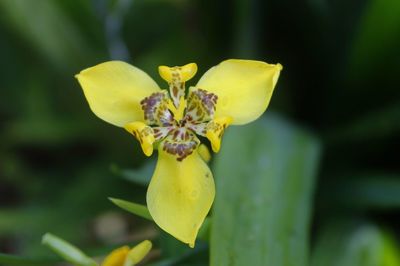 Close-up of yellow flowering plant