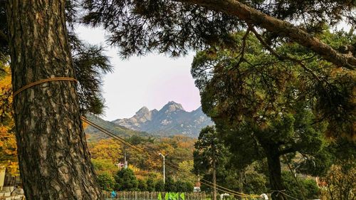 Scenic view of forest against sky