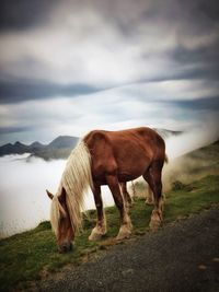 Horse standing in a field