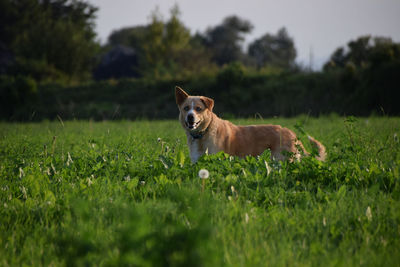 Dog standing on grassy field