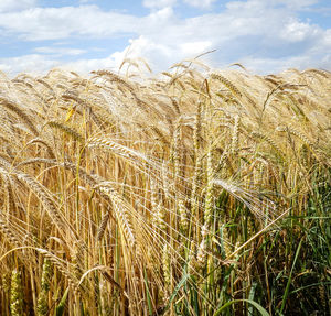 Close-up of wheat crops growing at farm