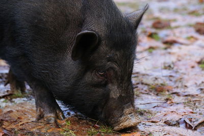 Close-up of wild boar on mud