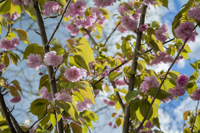 Japanese cherry, prunus kanzan, on a sunny day with beautiful pink blossoms.