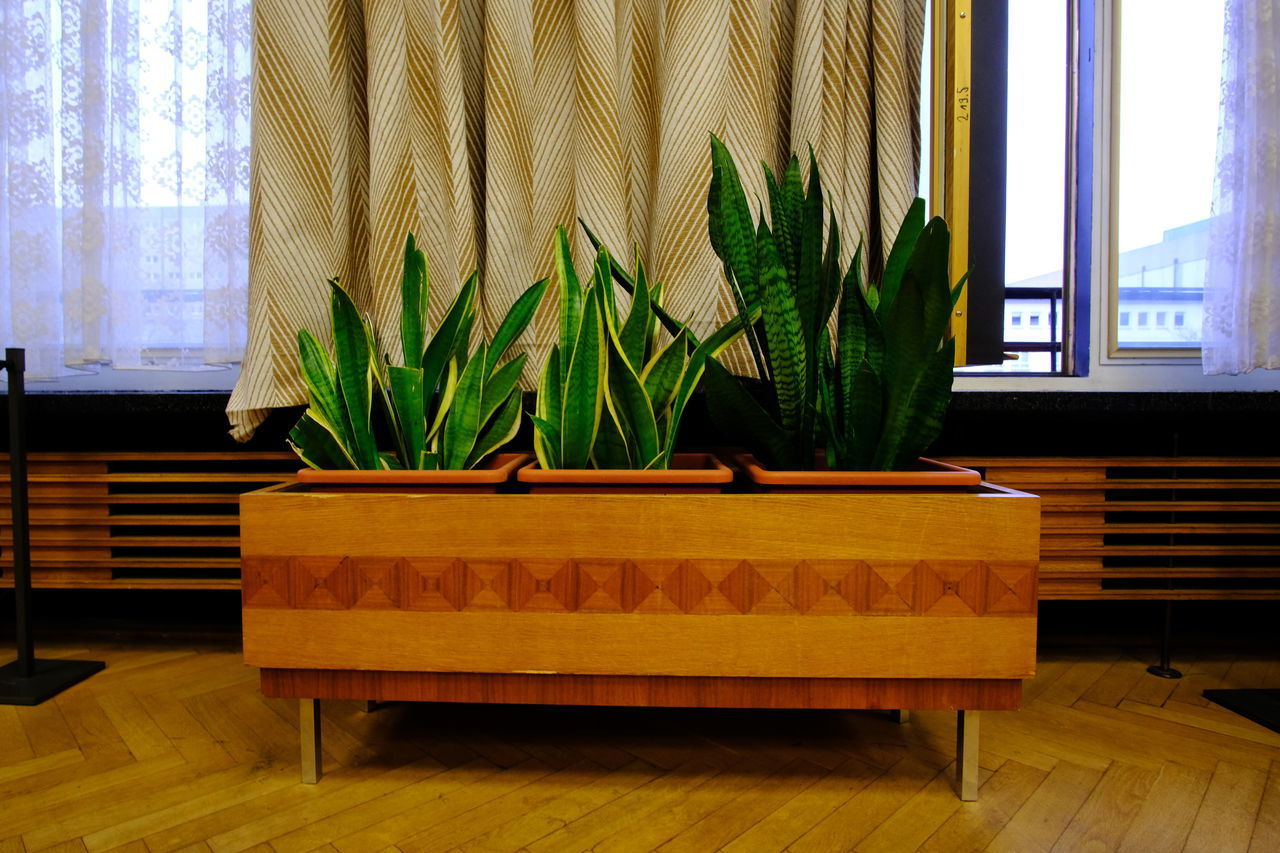 POTTED PLANTS ON TABLE AT HOME