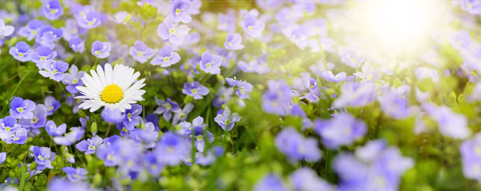 Panoramic view of white and purple flowers blooming in park