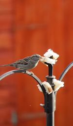 Close-up of bird perching on metal