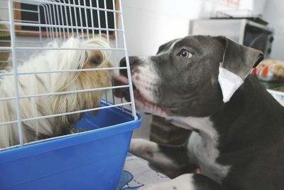 Close-up of dog in cage