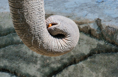 Cropped image of elephant trunk