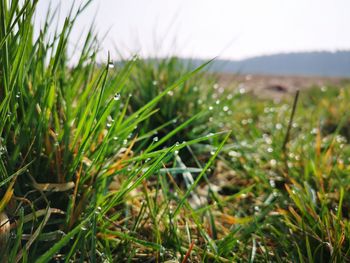 Close-up of grass growing in field