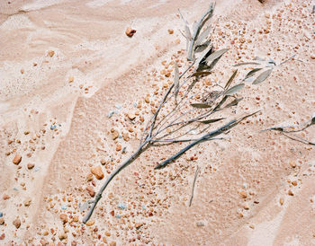 High angle view of dry plant on sand at desert