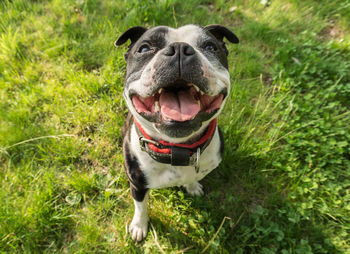 Dog on grass