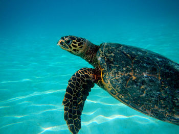 Turtle underwater close-up