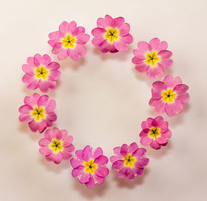 Close-up of pink flowers against white background