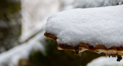 Close-up of frozen leaf during winter