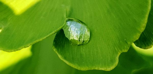 Close-up of raindrops on leaves