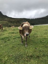 Cows in a field