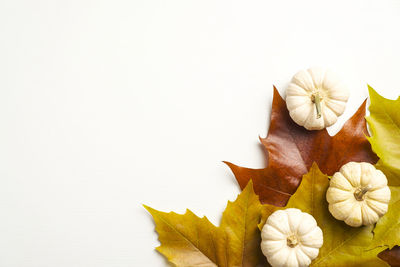 Close-up of rose on leaves against white background