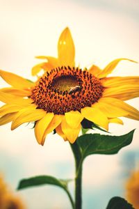 Close-up of honey bee on sunflower