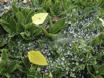 Full frame shot of green leaves