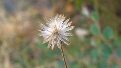 Close-up of white flowers