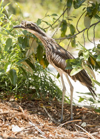 Close-up of bird perching on plant