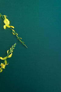 Close-up of yellow flowering plant against blue background