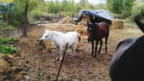 Horse standing on field