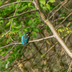 Bird perching on a tree