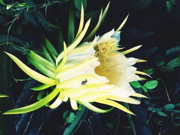 Close-up of yellow flower blooming outdoors