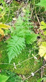 Plants growing on field