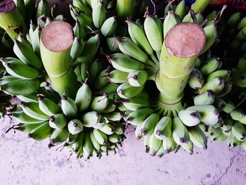 High angle view of succulent plant