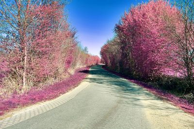 Road amidst trees against sky during autumn