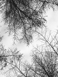 Low angle view of bare tree against sky